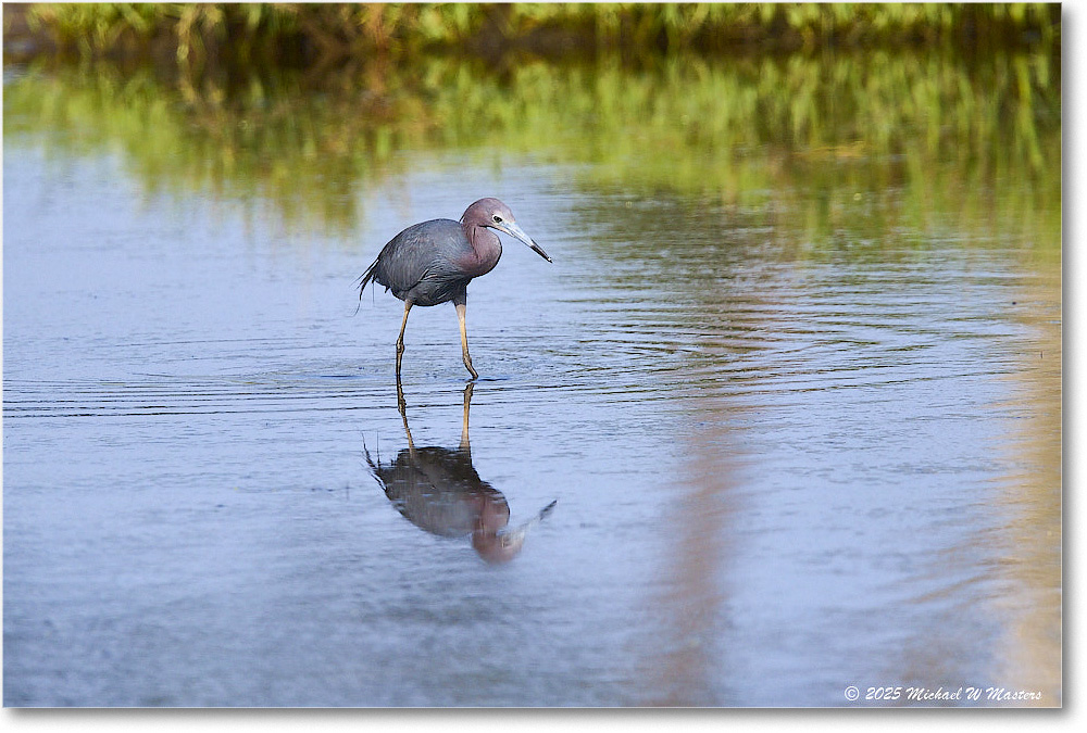 LittleBlueHeron_ChincoteagueNWR_2025Jun_R5C03287