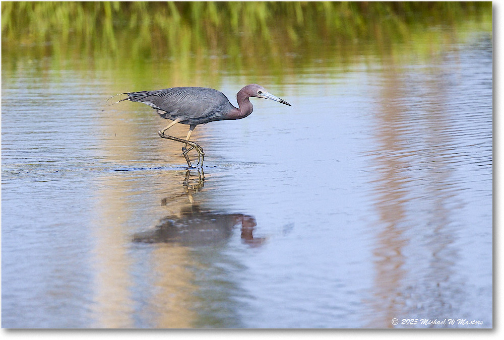 LittleBlueHeron_ChincoteagueNWR_2025Jun_R5C03289