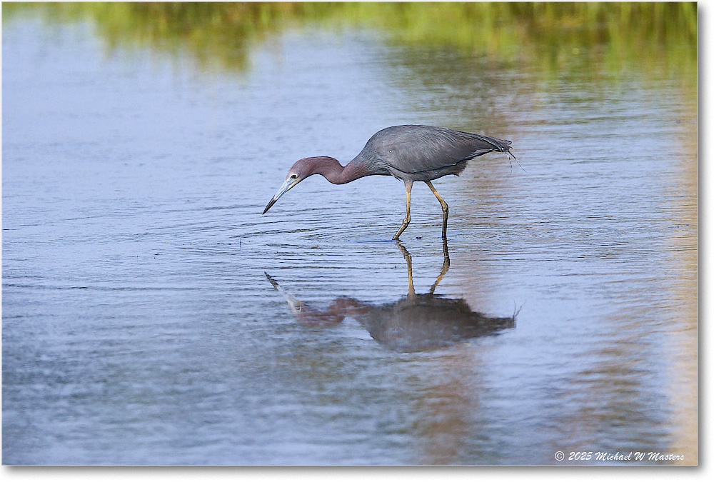 LittleBlueHeron_ChincoteagueNWR_2025Jun_R5C03294