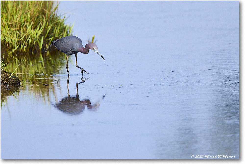 LittleBlueHeron_ChincoteagueNWR_2025Jun_R5C03298