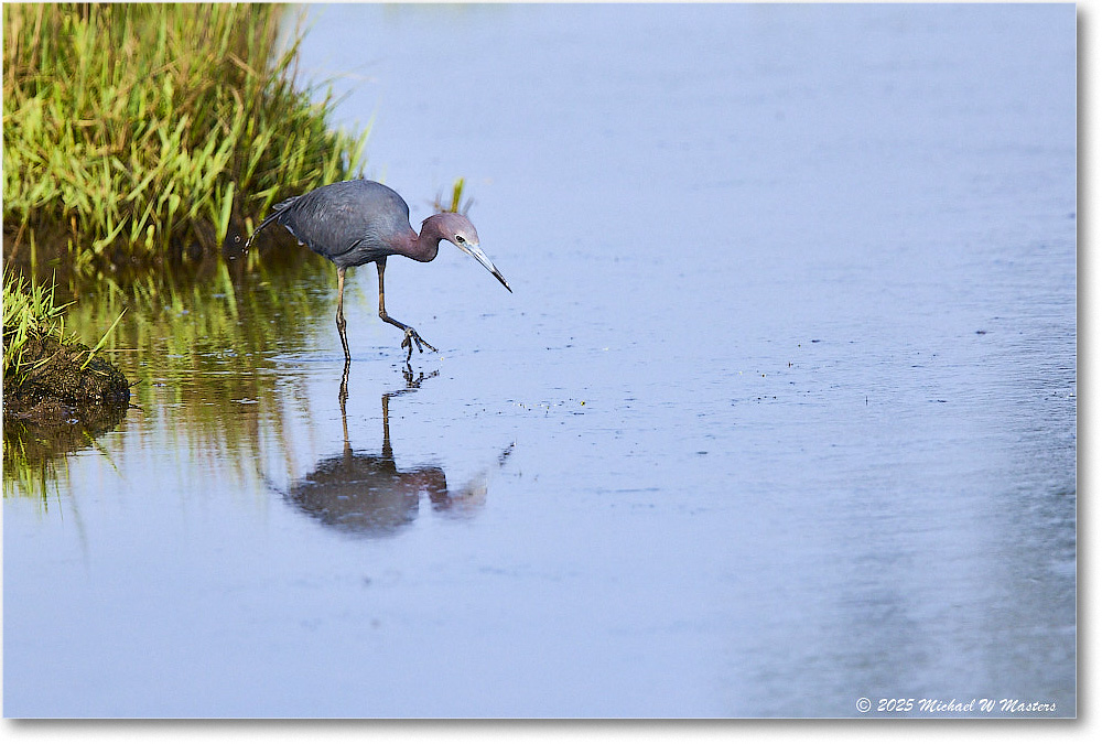 LittleBlueHeron_ChincoteagueNWR_2025Jun_R5C03298_1