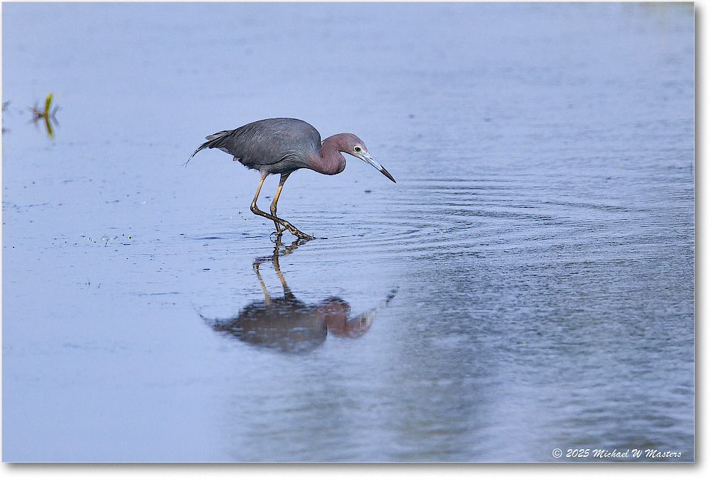 LittleBlueHeron_ChincoteagueNWR_2025Jun_R5C03299