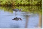 LittleBlueHeron_ChincoteagueNWR_2025Jun_R5C03280
