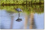 LittleBlueHeron_ChincoteagueNWR_2025Jun_R5C03281