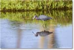 LittleBlueHeron_ChincoteagueNWR_2025Jun_R5C03284
