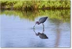 LittleBlueHeron_ChincoteagueNWR_2025Jun_R5C03285