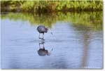 LittleBlueHeron_ChincoteagueNWR_2025Jun_R5C03286