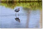 LittleBlueHeron_ChincoteagueNWR_2025Jun_R5C03287