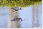 LittleBlueHeron_ChincoteagueNWR_2025Jun_R5C03289