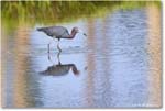 LittleBlueHeron_ChincoteagueNWR_2025Jun_R5C03290
