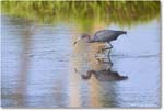 LittleBlueHeron_ChincoteagueNWR_2025Jun_R5C03292