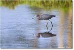 LittleBlueHeron_ChincoteagueNWR_2025Jun_R5C03293
