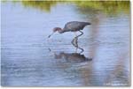 LittleBlueHeron_ChincoteagueNWR_2025Jun_R5C03295