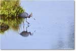 LittleBlueHeron_ChincoteagueNWR_2025Jun_R5C03298_1