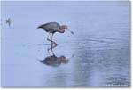 LittleBlueHeron_ChincoteagueNWR_2025Jun_R5C03299