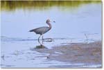 LittleBlueHeron_ChincoteagueNWR_2025Jun_R5C03305