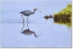 LittleBlueHeron_ChincoteagueNWR_2025Jun_R5C03307