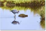 LittleBlueHeron_ChincoteagueNWR_2025Jun_R5C03309