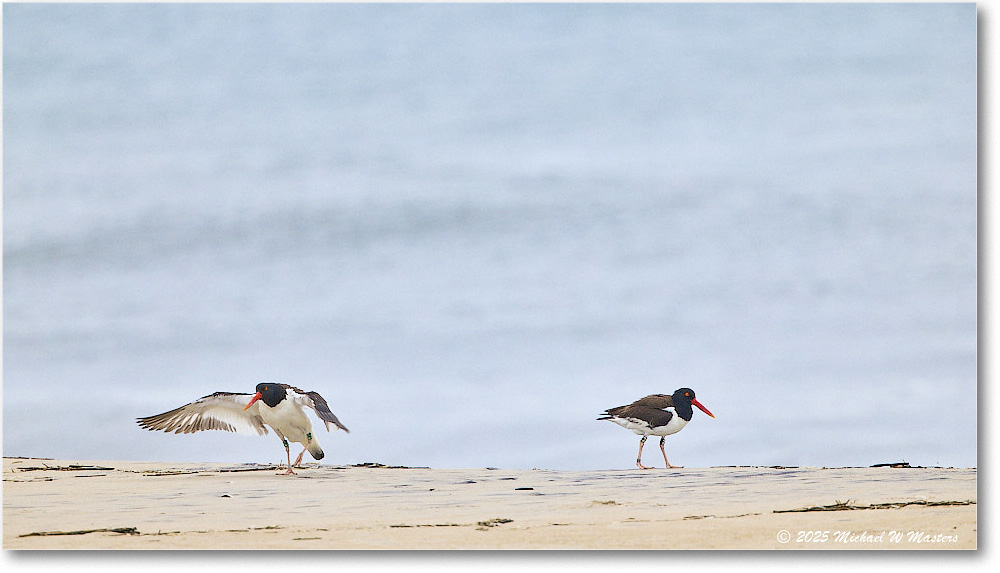 Oystercatcher_Assateague_2025Jun_R5D01513