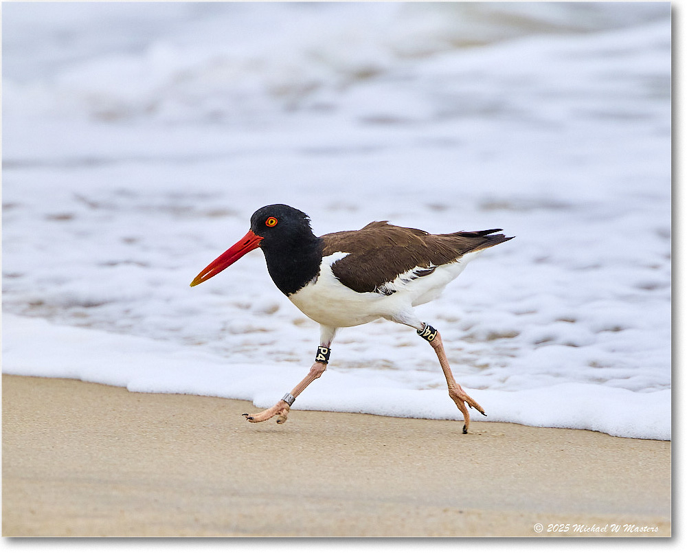 Oystercatcher_Assateague_2025Jun_R5D01517