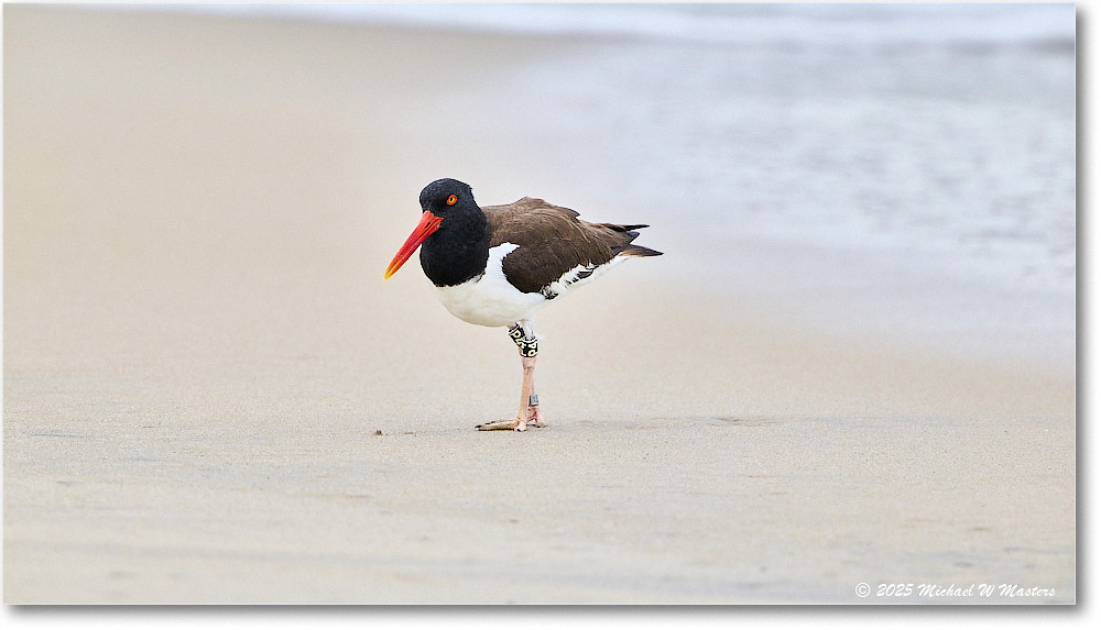 Oystercatcher_Assateague_2025Jun_R5D01521