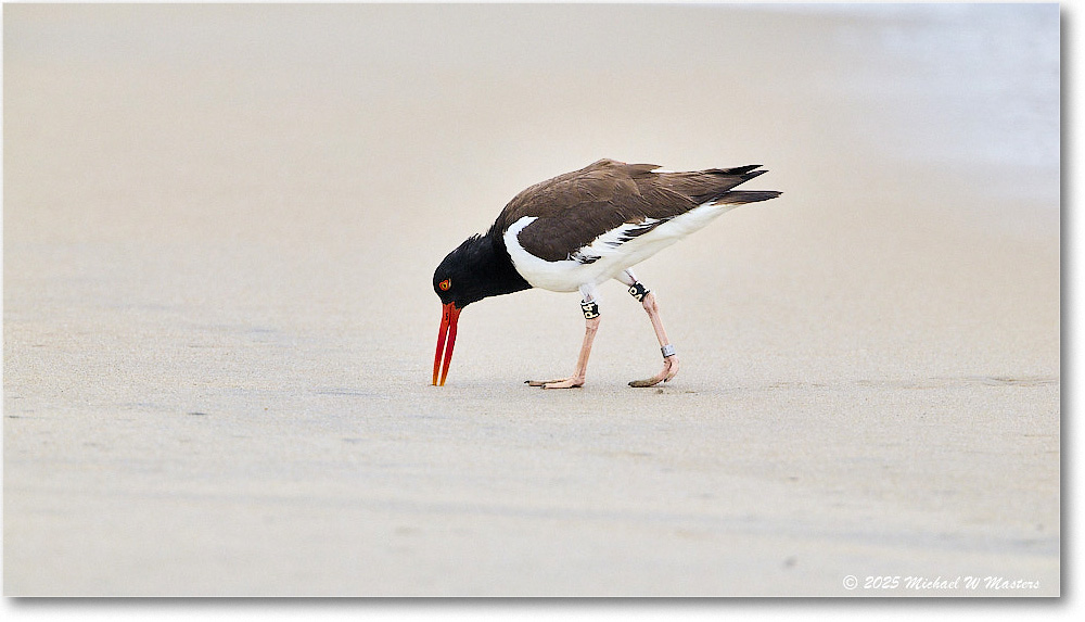 Oystercatcher_Assateague_2025Jun_R5D01525