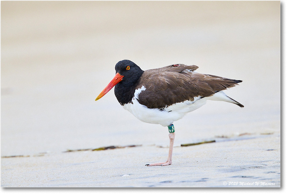 Oystercatcher_Assateague_2025Jun_R5D01542