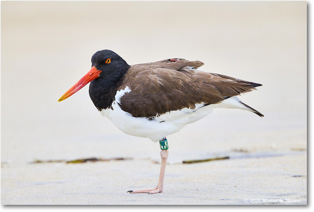 Oystercatcher_Assateague_2025Jun_R5D01551