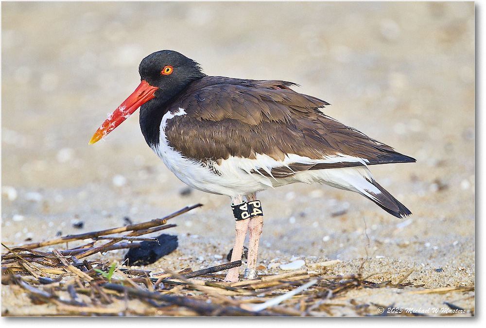 Oystercatcher_Assateague_2025Jun_R5D01859
