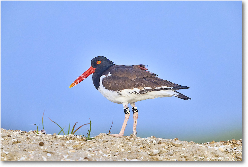 Oystercatcher_Assateague_2025Jun_R5D01870