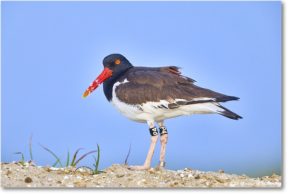 Oystercatcher_Assateague_2025Jun_R5D01875