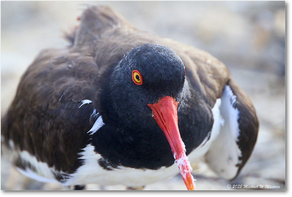 Oystercatcher_Assateague_2025Jun_R5D01903