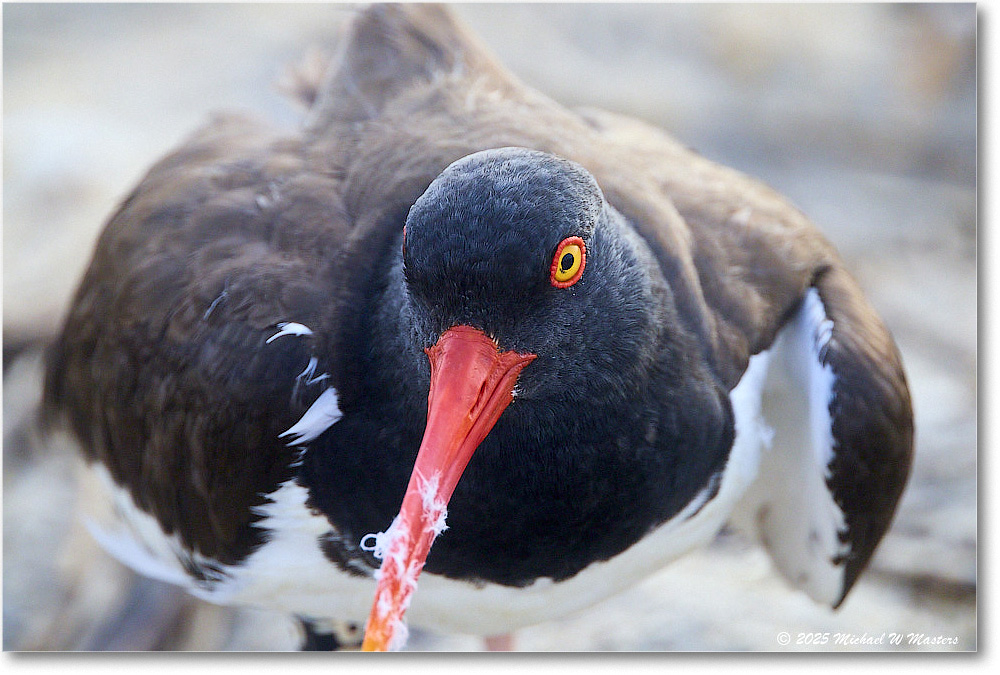 Oystercatcher_Assateague_2025Jun_R5D01905