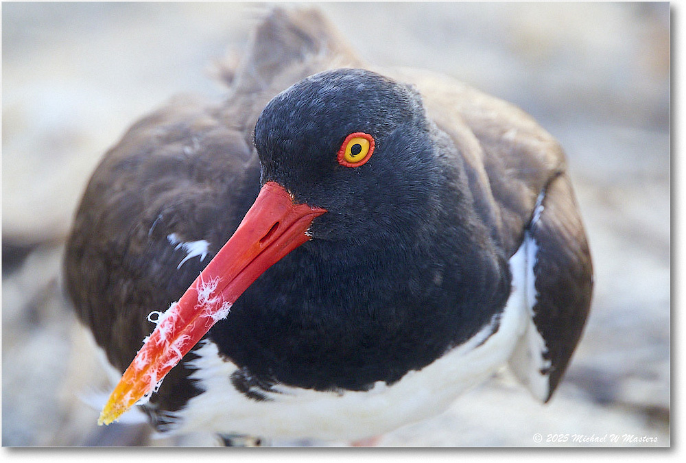 Oystercatcher_Assateague_2025Jun_R5D01906