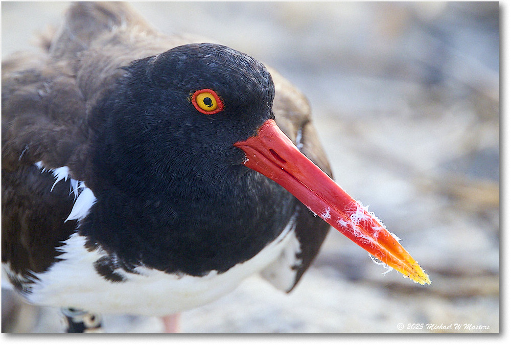 Oystercatcher_Assateague_2025Jun_R5D01910
