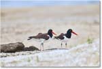 Oystercatcher_Assateague_2025Jun_R5D01508