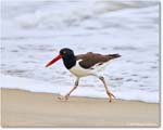 Oystercatcher_Assateague_2025Jun_R5D01517