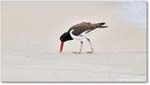 Oystercatcher_Assateague_2025Jun_R5D01525