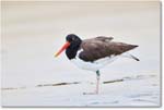 Oystercatcher_Assateague_2025Jun_R5D01542