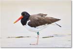Oystercatcher_Assateague_2025Jun_R5D01551