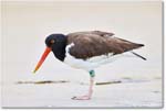 Oystercatcher_Assateague_2025Jun_R5D01559