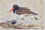 Oystercatcher_Assateague_2025Jun_R5D01859