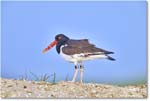 Oystercatcher_Assateague_2025Jun_R5D01870