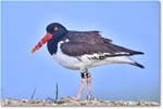 Oystercatcher_Assateague_2025Jun_R5D01892