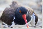 Oystercatcher_Assateague_2025Jun_R5D01903