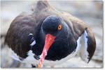 Oystercatcher_Assateague_2025Jun_R5D01905