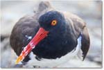 Oystercatcher_Assateague_2025Jun_R5D01906