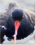 Oystercatcher_Assateague_2025Jun_R5D01908
