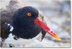 Oystercatcher_Assateague_2025Jun_R5D01910
