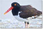 Oystercatcher_Assateague_2025Jun_R5D01921